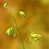 Albuca cooperi
