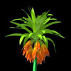 Fritillaria imperialis