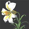 Lilium longiflorum