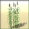 Arundo d.1