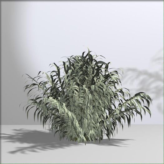 Arundo donax Variegata