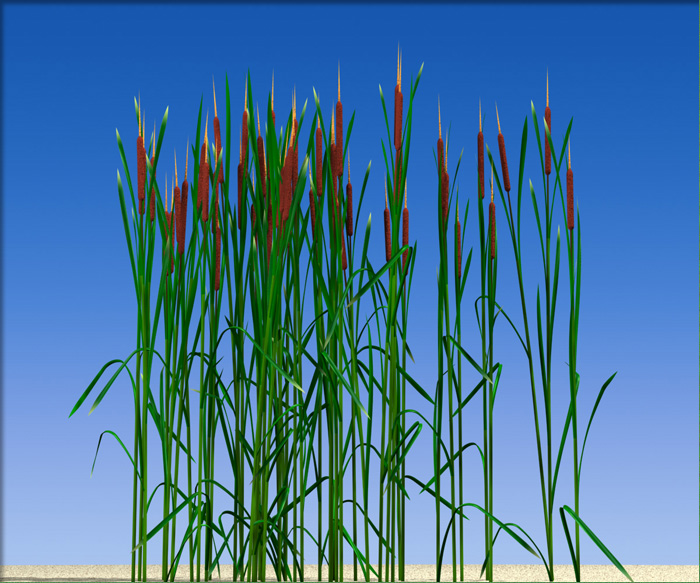 Cattail