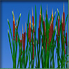 Cattail