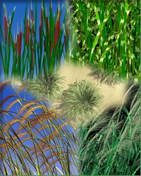 Faithful grasses