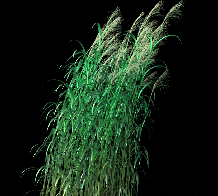 Miscanthus giganteus