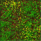 OnyxGRASS-SimGraCov4